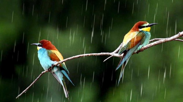 Two Poems by Laurie Soriano Two Poems by Laurie Soriano